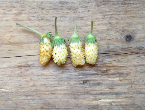 Piccolo: Semillas de frutas inusuales - Varios tipos - 50% descuento