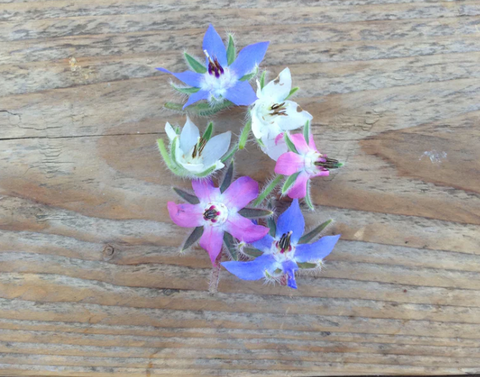 Piccolo: Semillas de flores comestibles - Varios tipos - 50% descuento