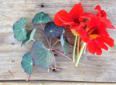 Piccolo: Semillas de flores comestibles - Varios tipos - 50% descuento