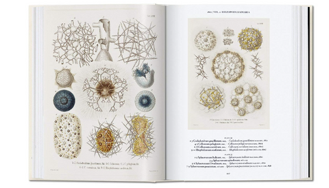 The Art and Science of Ernst Haeckel (Julia Voss & Rainer Willmann) - 50% descuento