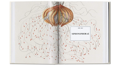 The Art and Science of Ernst Haeckel (Julia Voss & Rainer Willmann) - 50% descuento