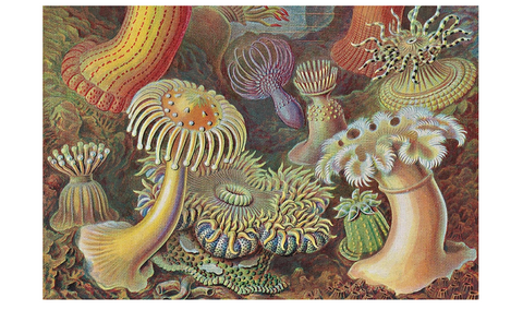 The Art and Science of Ernst Haeckel (Julia Voss & Rainer Willmann) - 50% descuento
