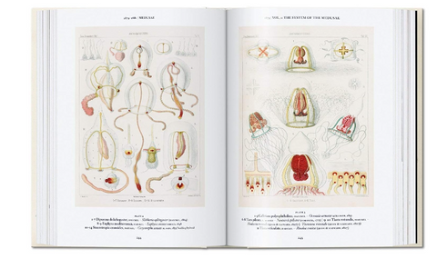 The Art and Science of Ernst Haeckel (Julia Voss & Rainer Willmann) - 50% descuento
