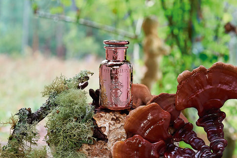 Hifas da Terra: Optimum - Welcome Pack - 50% descuento