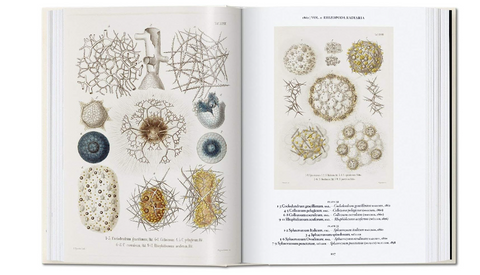 The Art and Science of Ernst Haeckel (Julia Voss & Rainer Willmann)