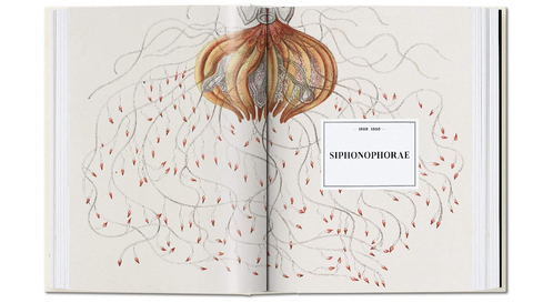 The Art and Science of Ernst Haeckel (Julia Voss & Rainer Willmann)