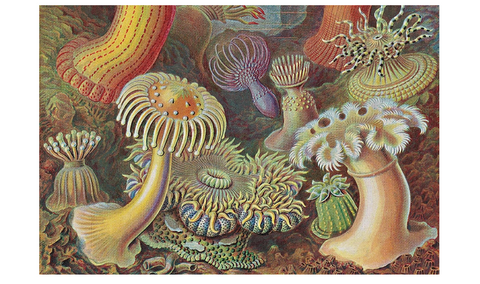 The Art and Science of Ernst Haeckel (Julia Voss & Rainer Willmann)