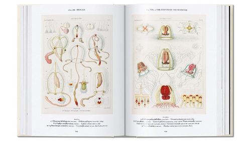 The Art and Science of Ernst Haeckel (Julia Voss & Rainer Willmann)